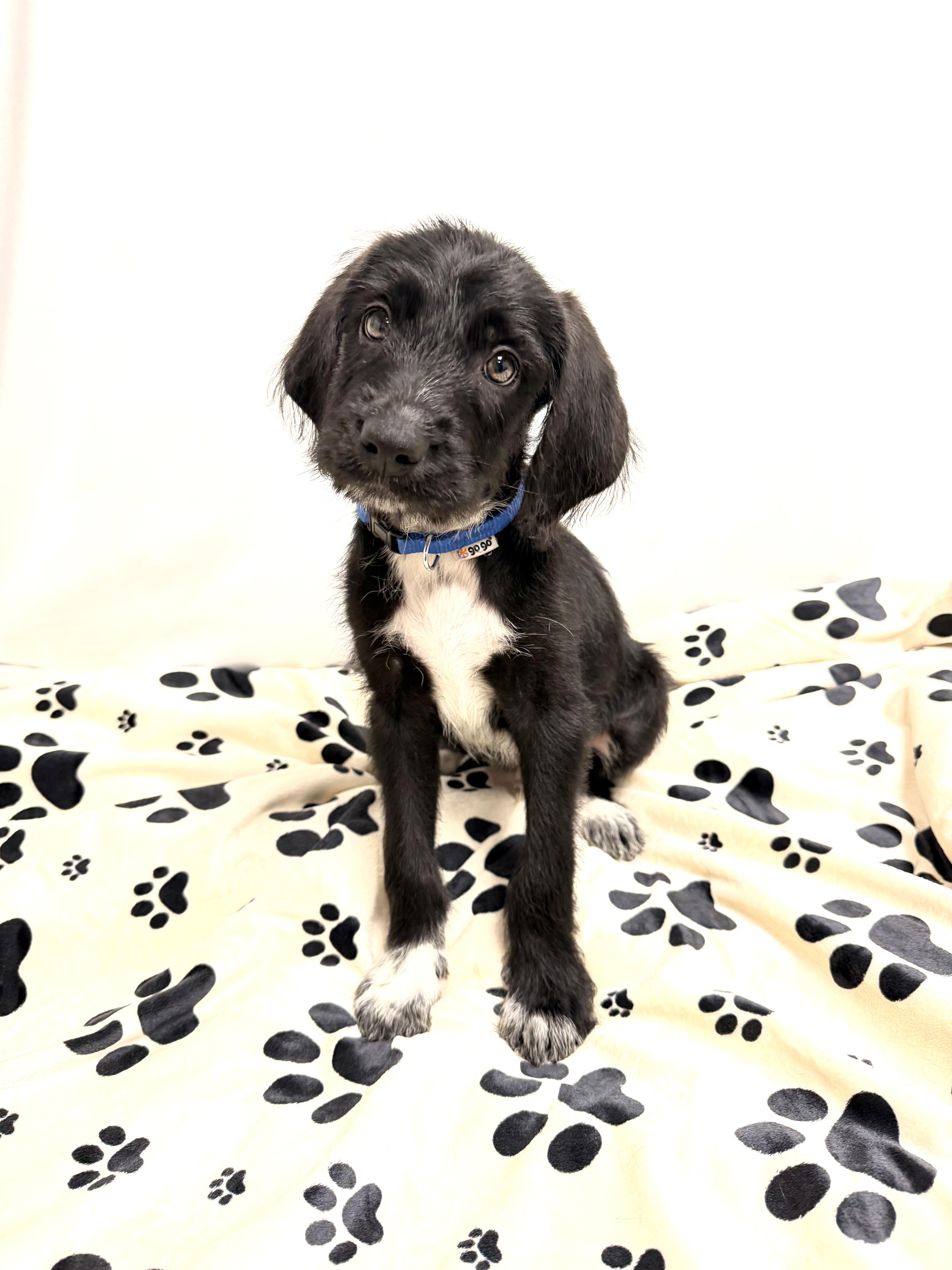 Gucci the Labradoodle mix puppy, a Adoptable mixed breed in Muskego, WI image 2/6
