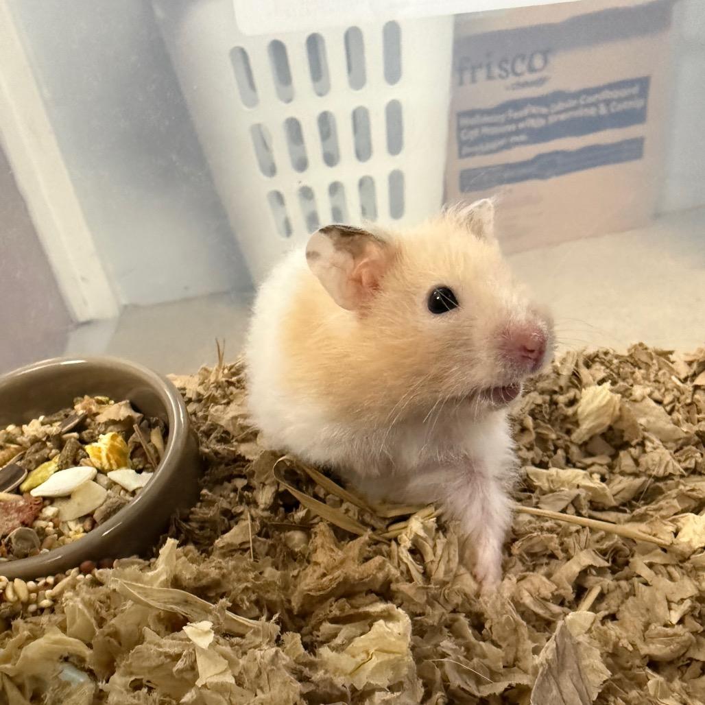 Enlarge Applejack, a ADOPTABLE Hamster in Medford, NY image 1/1