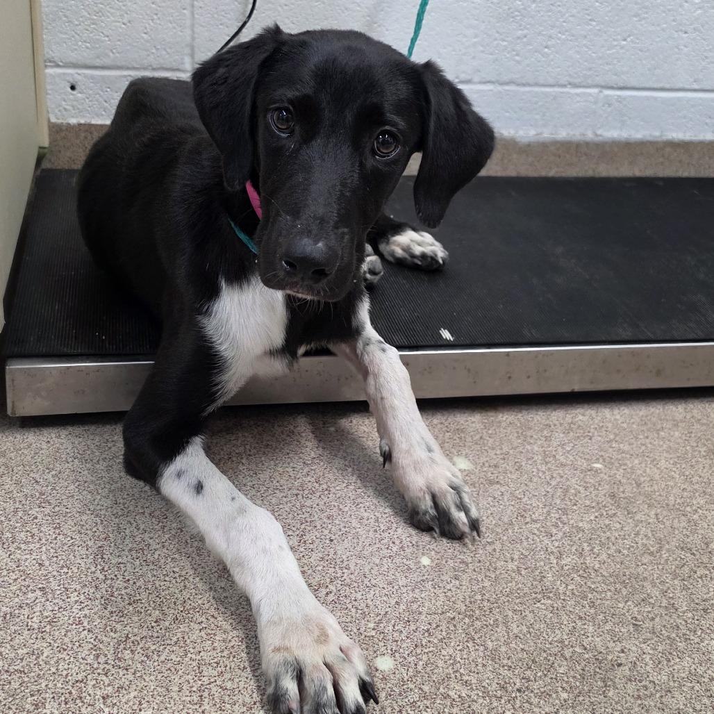 Enlarge Gretchen, a Adoptable mixed breed in Ardmore, OK image 1/1