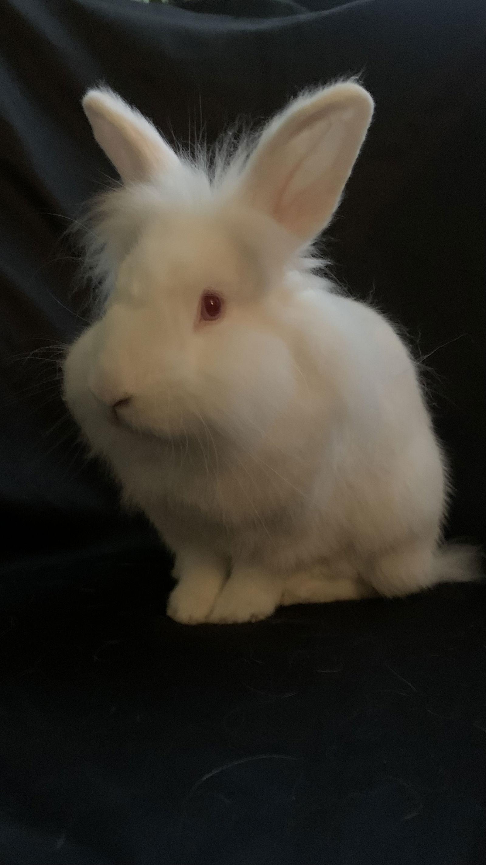 Enlarge Basil, a Adoptable Lionhead in Queen Creek, AZ image 1/3
