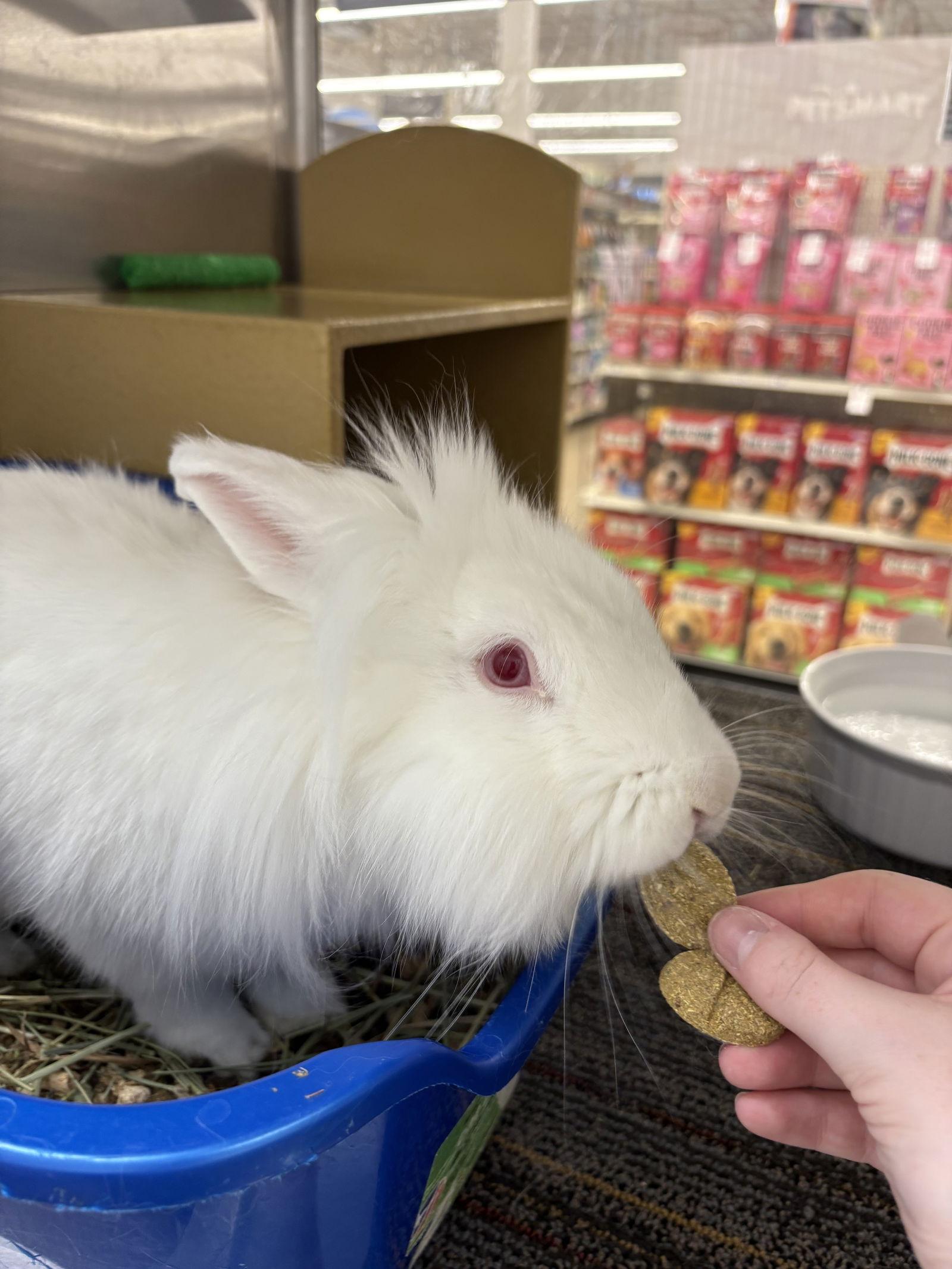 Enlarge Basil, a Adoptable Lionhead in Queen Creek, AZ image 2/3