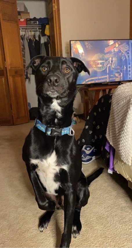Jackson, Adult Male Labrador Retriever