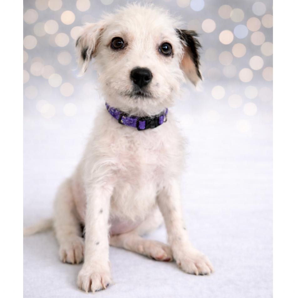 Enlarge Jubilee, a Adoptable Mixed Breed in Rockville, MD image 1/3