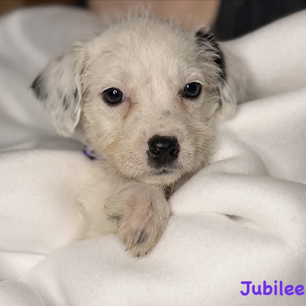 Enlarge Jubilee, a Adoptable Mixed Breed in Rockville, MD image 2/3