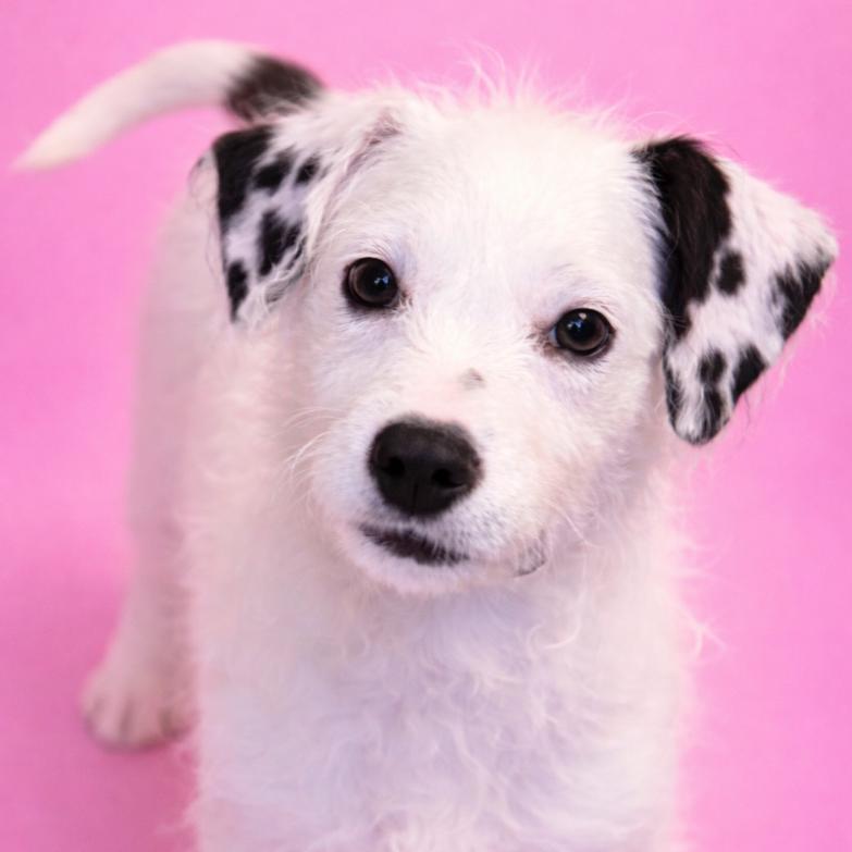 Enlarge Jubilee, a Adoptable Mixed Breed in Rockville, MD image 3/3