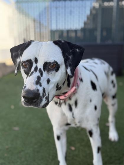 Enlarge Maisy (Deaf), a Adoptable mixed breed in Sacramento, CA image 2/3