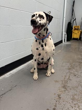Enlarge Maisy (Deaf), a Adoptable mixed breed in Sacramento, CA image 3/3