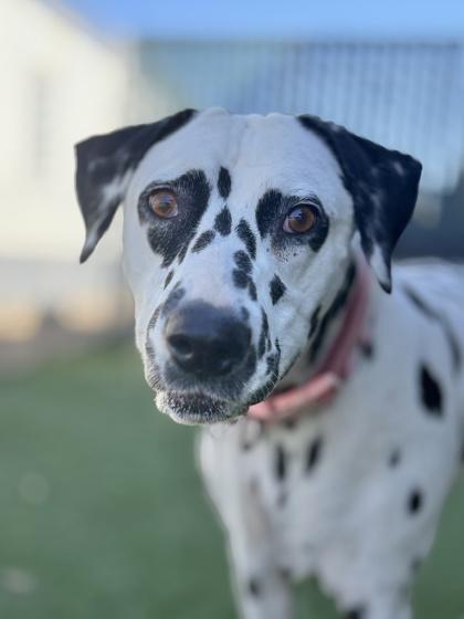 Enlarge Maisy (Deaf), a Adoptable mixed breed in Sacramento, CA image 1/3