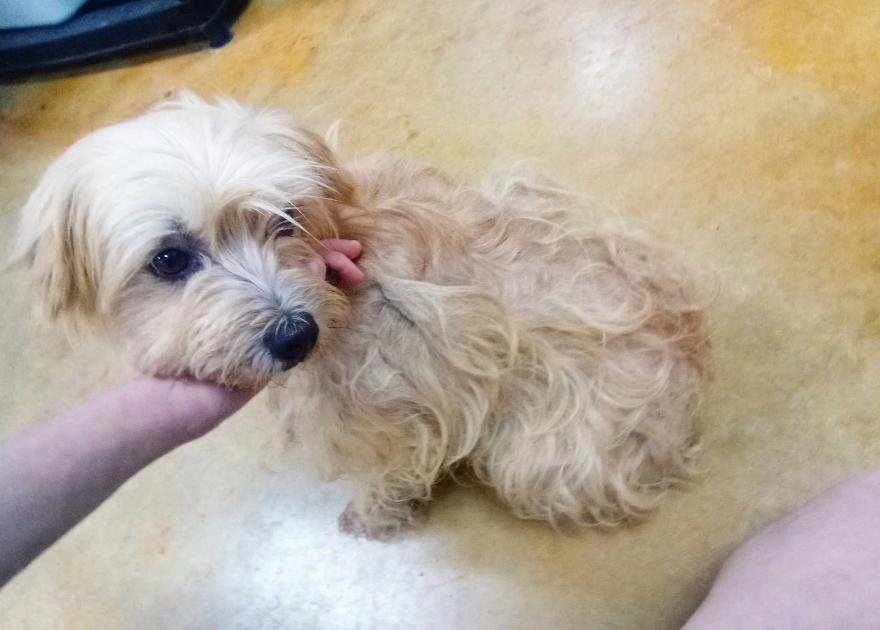 Enlarge Strudel (many applications), a Adoptable mixed breed in Austin, MN image 2/3