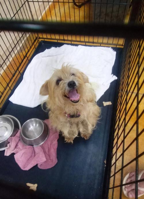 Enlarge Strudel (many applications), a Adoptable mixed breed in Austin, MN image 3/3