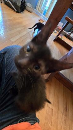 06698B Eclipse, Adoptable, Young Female Domestic Short Hair & Domestic Short Hair.