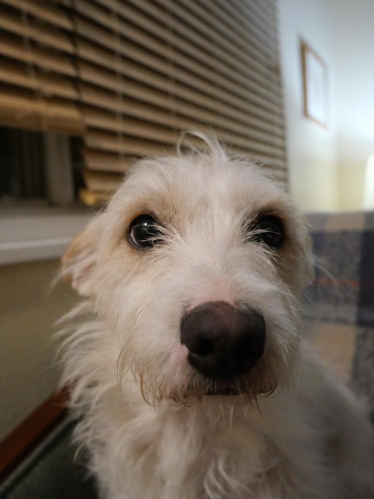 Enlarge Luna, a Adoptable mixed breed in Boulder, CO image 1/6