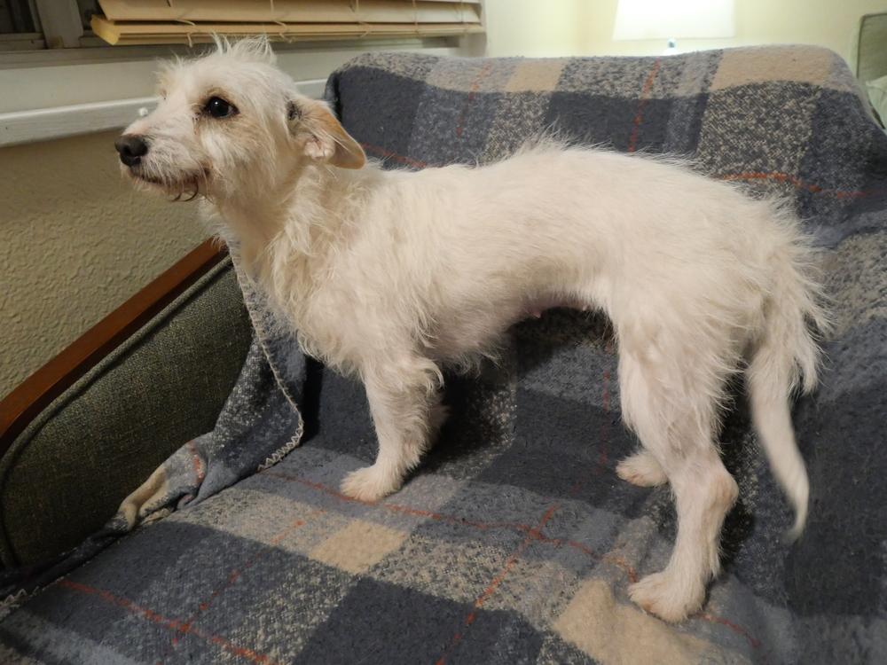 Enlarge Luna, a Adoptable mixed breed in Boulder, CO image 4/6