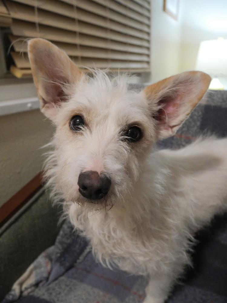 Luna, Adoptable, Young Female Jack Russell Terrier & Dachshund.
