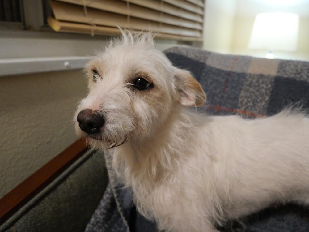 Enlarge Luna, a Adoptable mixed breed in Boulder, CO image 5/6