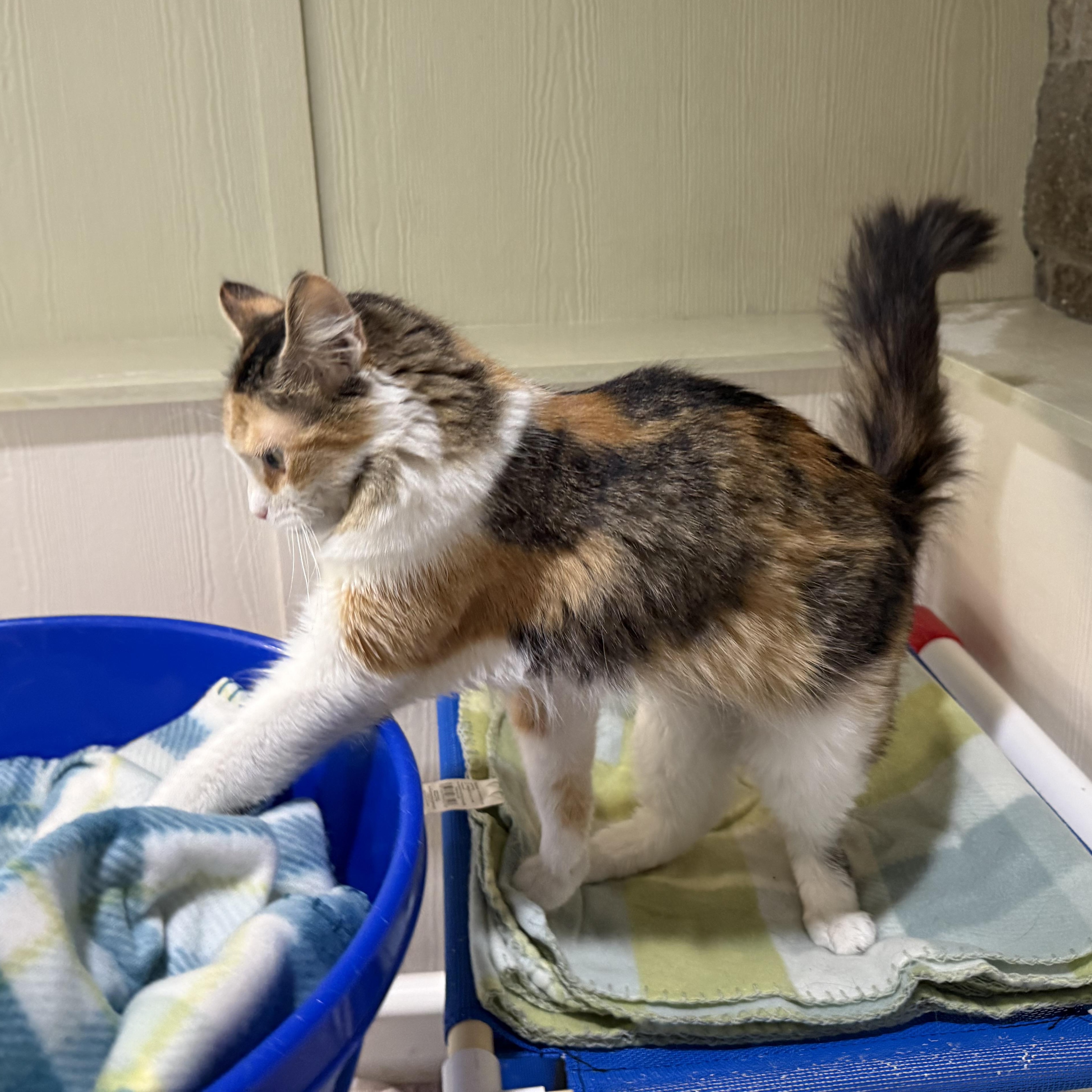 Cee Cee, an adopted mixed breed in Latrobe, PA image 2/3