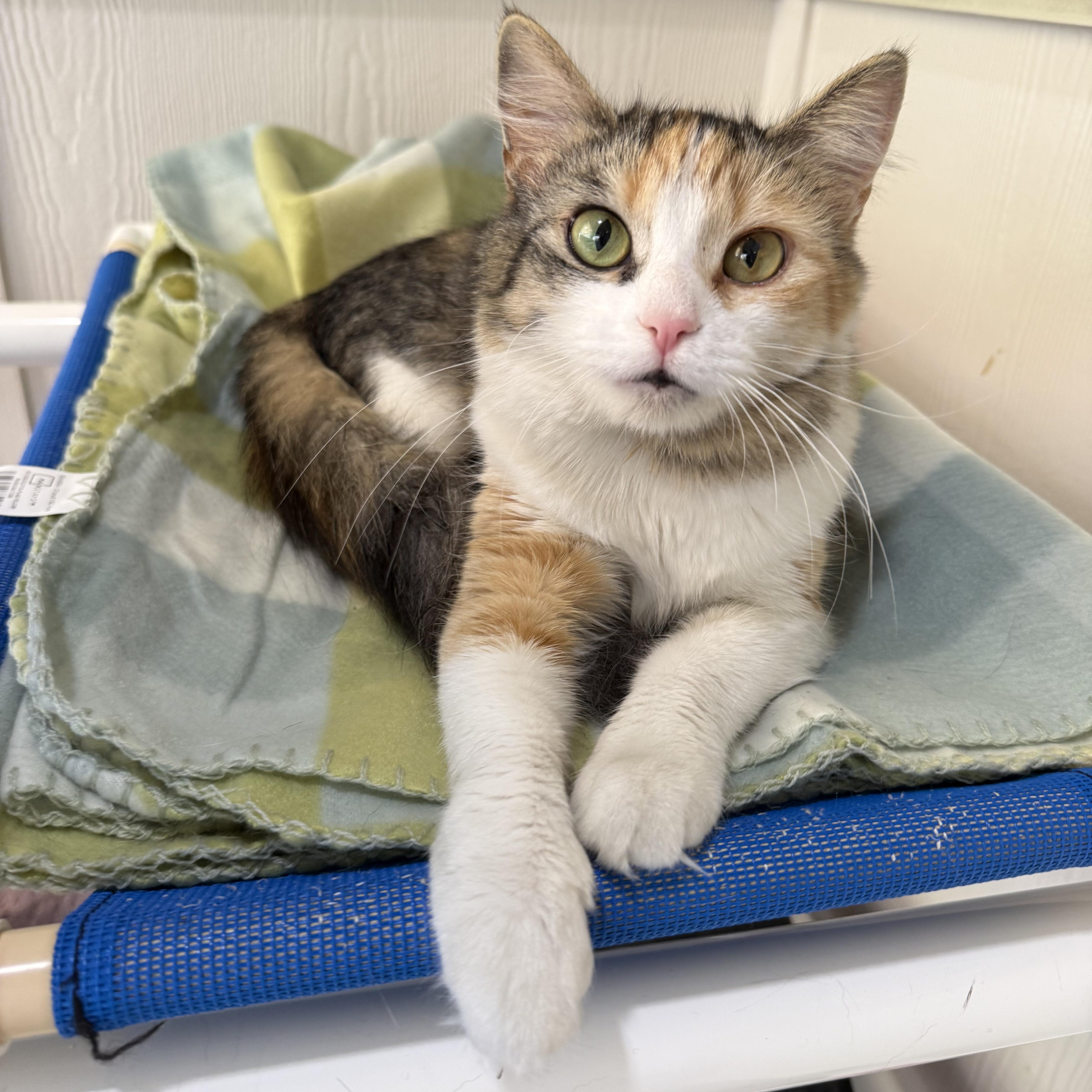Cee Cee, an adopted mixed breed in Latrobe, PA image 1/3