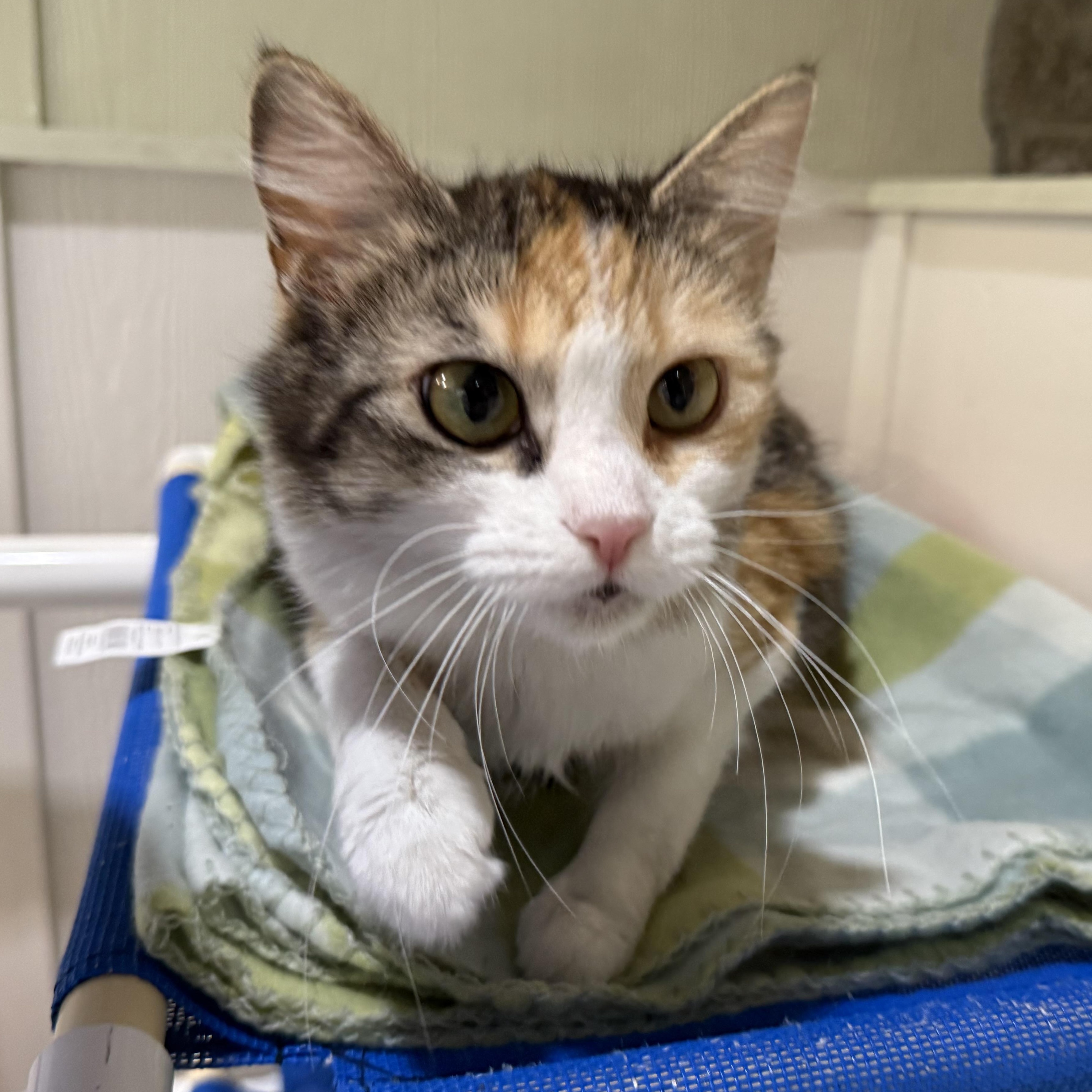 Cee Cee, an adopted mixed breed in Latrobe, PA image 3/3
