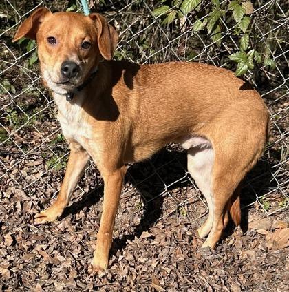 Enlarge Peanutbutter, a Adoptable mixed breed in Moultrie, GA image 1/1