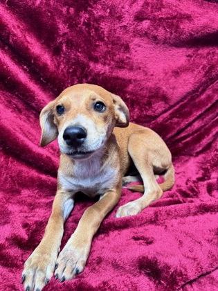 Enlarge Peanutbutter, a Adoptable mixed breed image 1/1