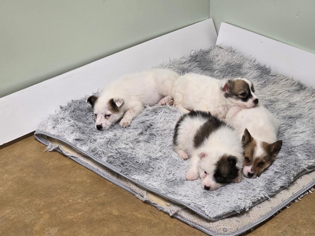 Bindi w/ VIDEO, Adoptable, Puppy Female Australian Shepherd & Golden Retriever.