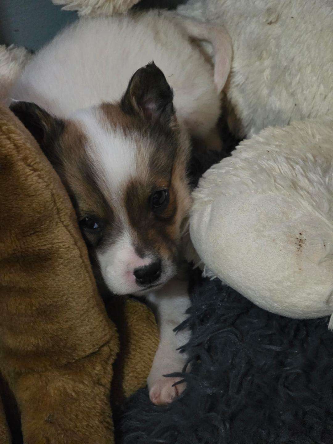 Enlarge Bindi w/ VIDEO, a Adoptable mixed breed in Lexington, NC image 2/2