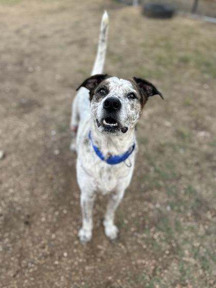 Oreo, Adoptable, Adult Male Australian Cattle Dog / Blue Heeler & Mixed Breed.