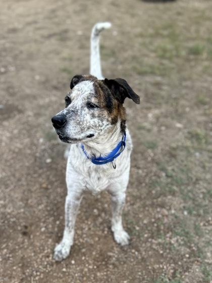 Enlarge Oreo, a Adoptable mixed breed in San Marcos, TX image 2/3