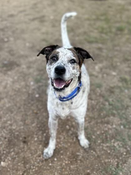 Enlarge Oreo, a Adoptable mixed breed in San Marcos, TX image 3/3