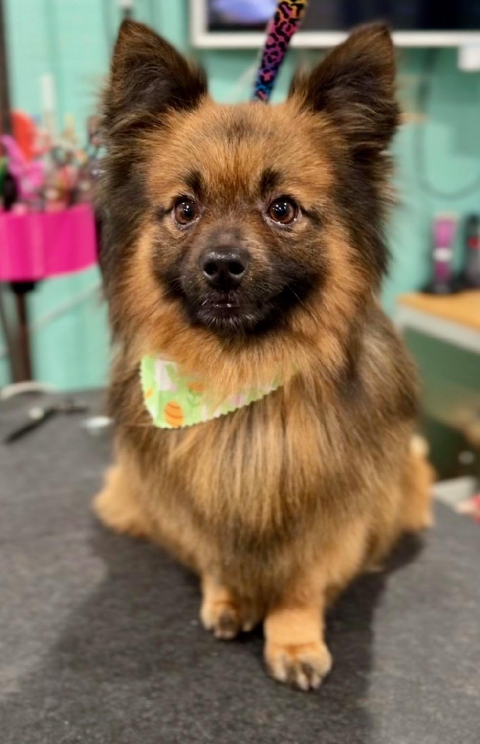 Skipper, adopted, Young Male Pomeranian.