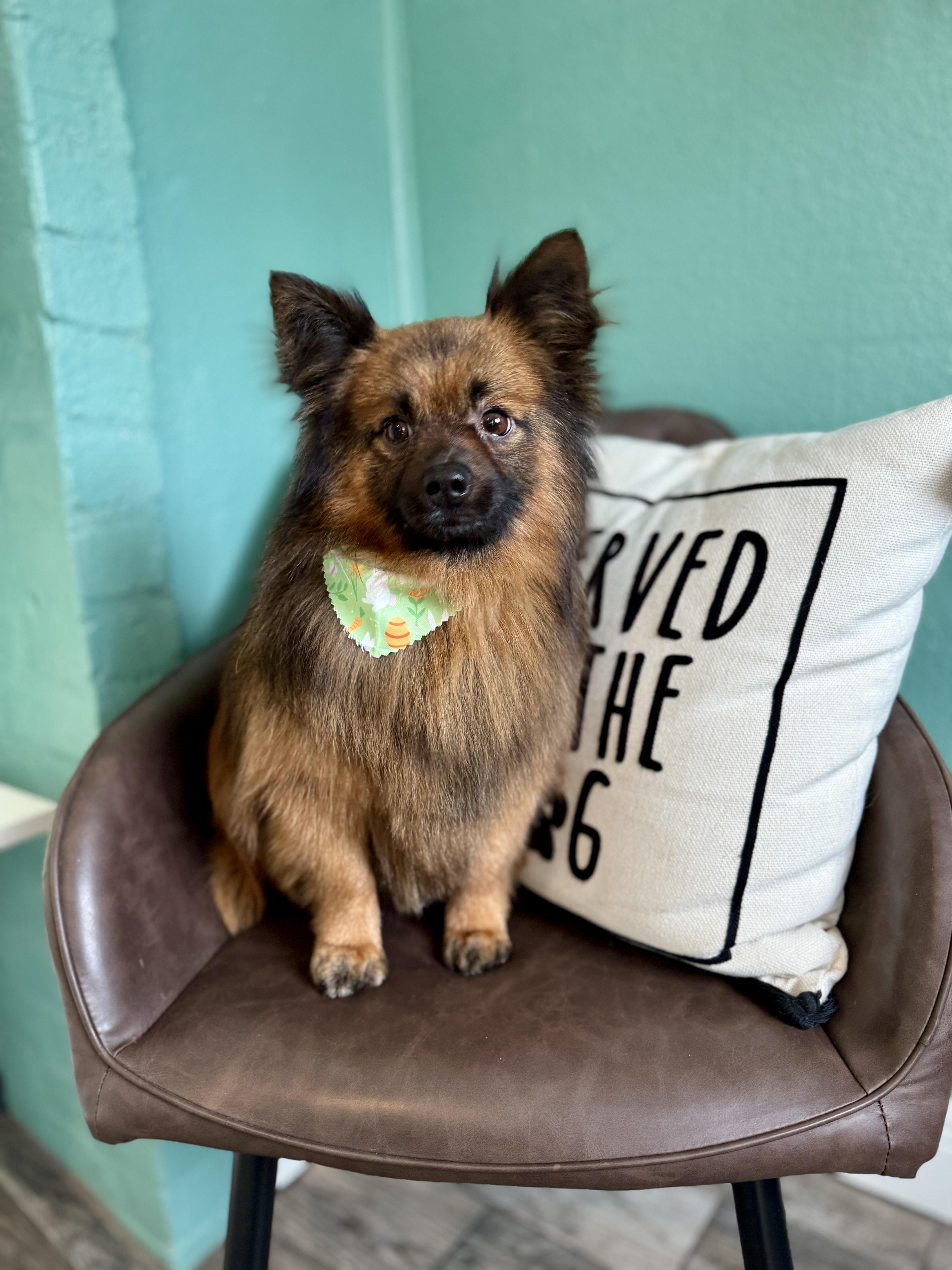 Enlarge Skipper, an adopted mixed breed in Mary Esther, FL image 3/3