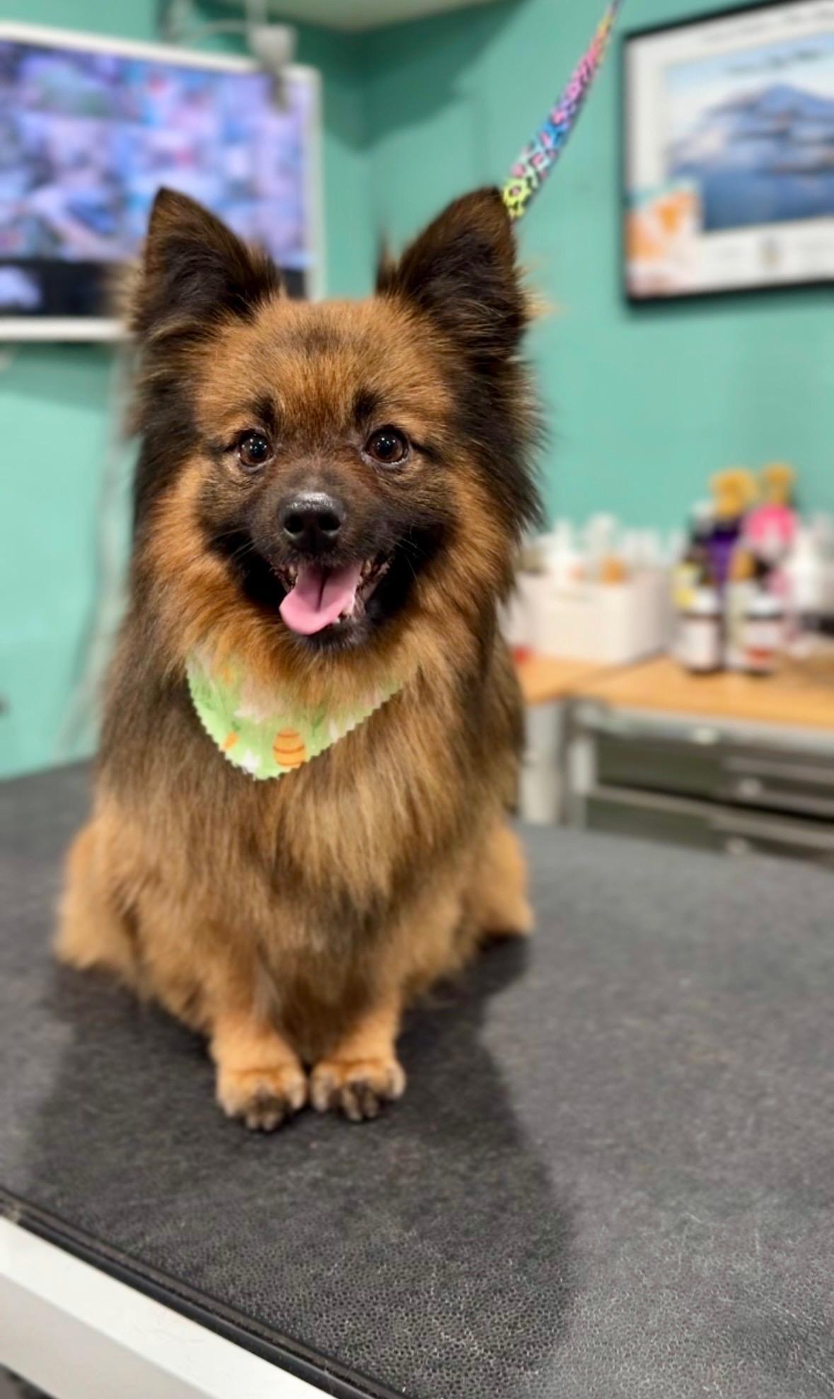 Enlarge Skipper, an adopted mixed breed in Mary Esther, FL image 2/3