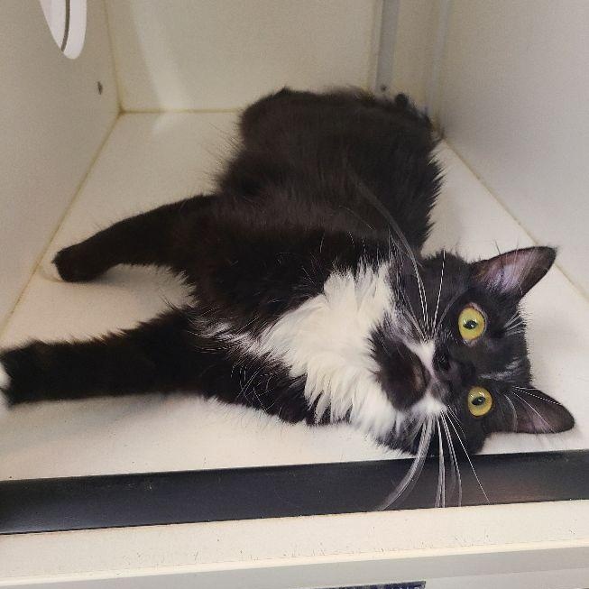 Frida, an adopted Domestic Long Hair in Carneys Point, NJ image 3/3