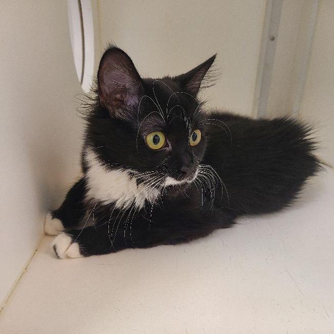 Frida, adopted, Adult Female Domestic Long Hair.
