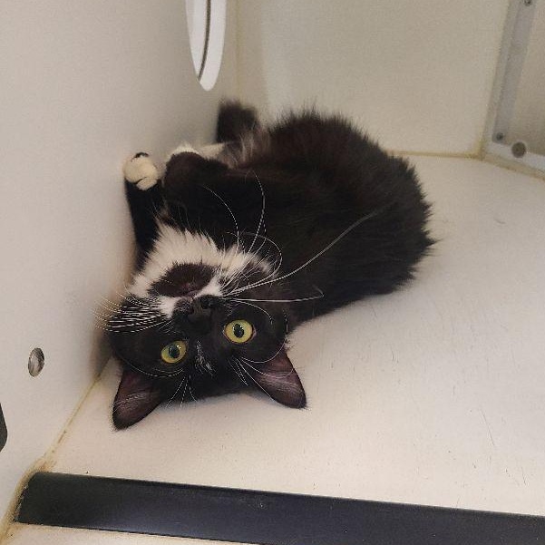 Frida, an adopted Domestic Long Hair in Carneys Point, NJ image 2/3