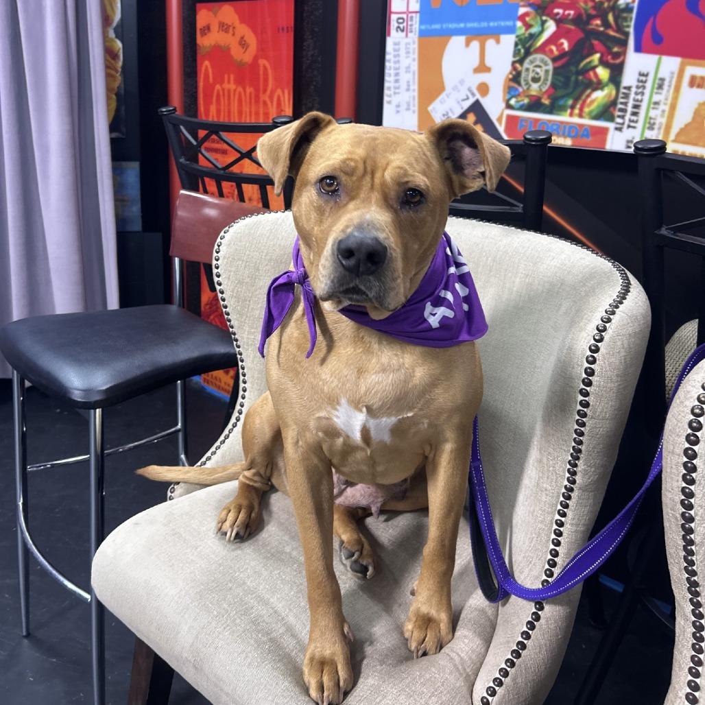 Marmee, Adoptable, Adult Female Mixed Breed.