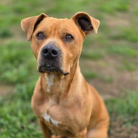 Enlarge Marmee, a Adoptable Mixed Breed in Knoxville, TN image 2/3