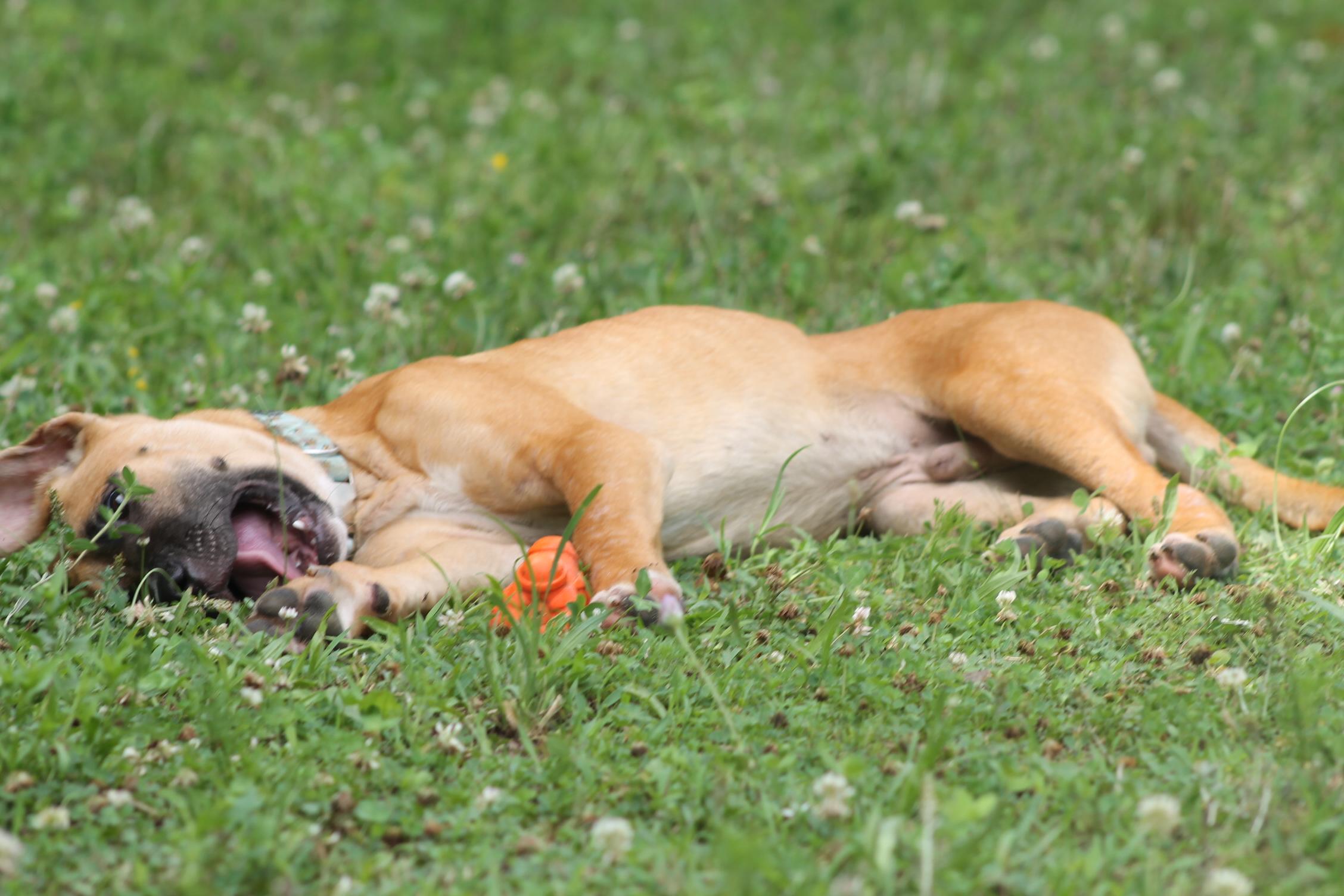 Enlarge Boone (puppy), a Adoptable mixed breed in Chesapeake, VA image 2/4