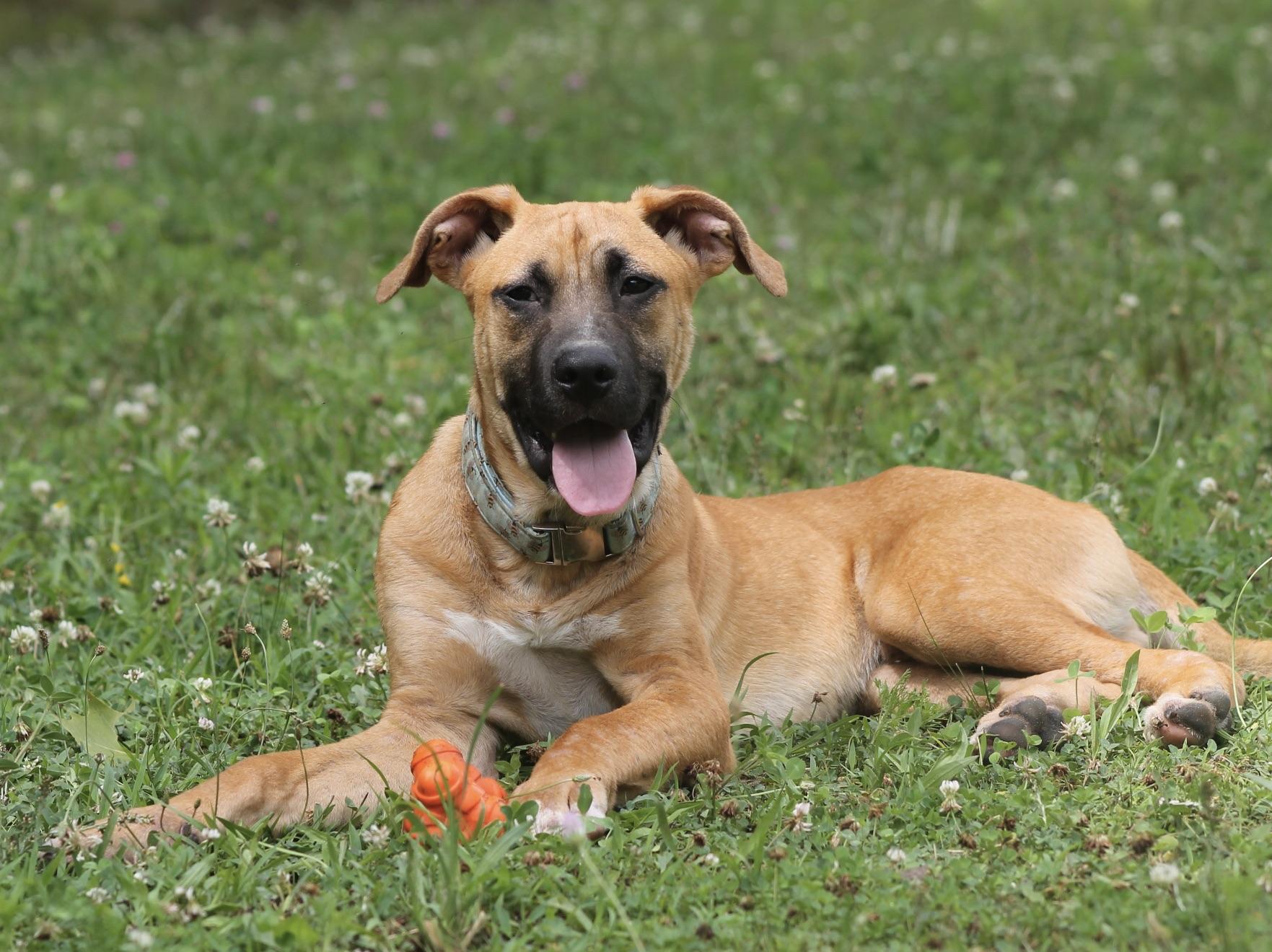 Enlarge Boone (puppy), a Adoptable mixed breed in Chesapeake, VA image 1/4