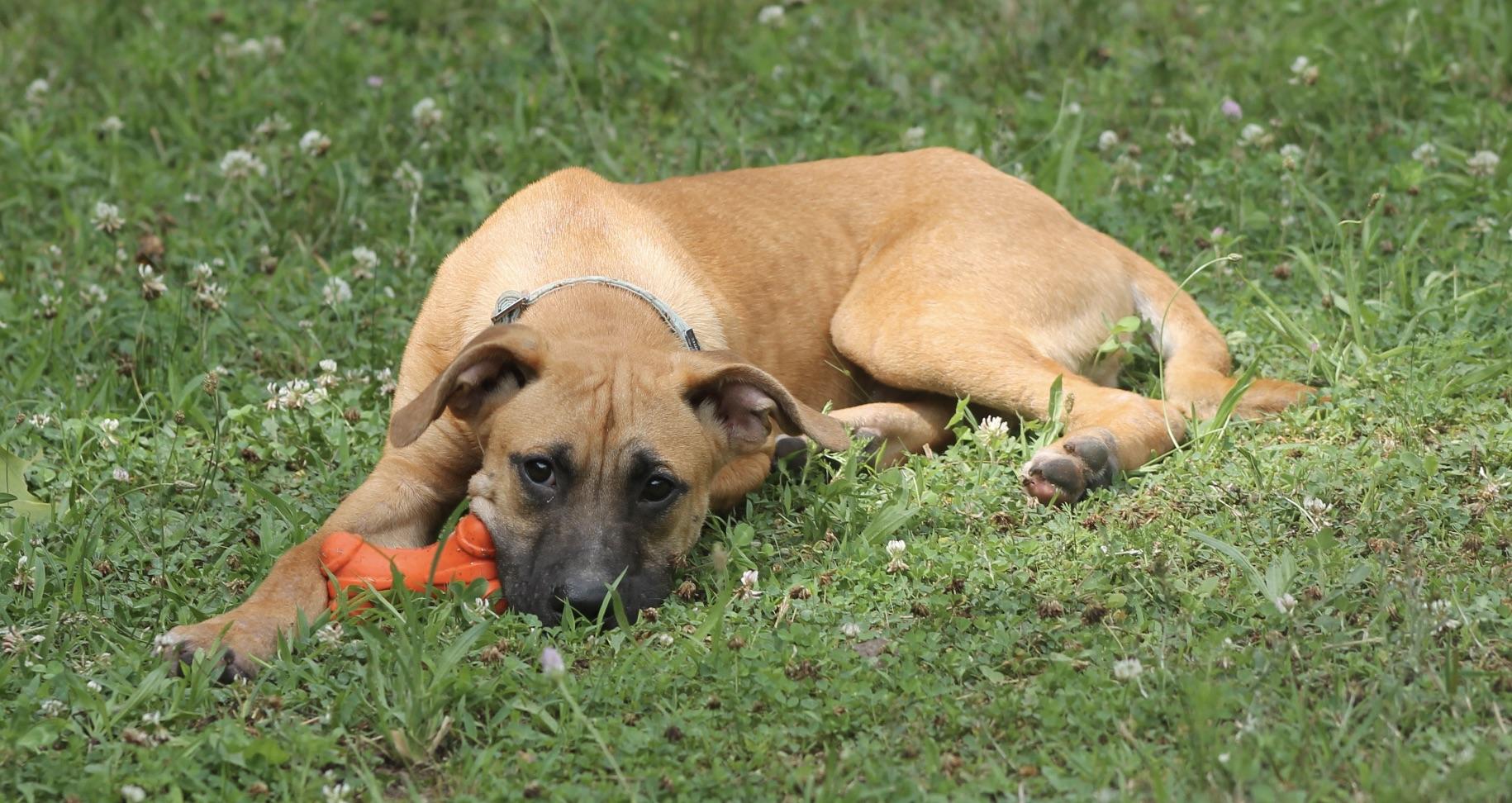 Enlarge Boone (puppy), a Adoptable mixed breed in Chesapeake, VA image 3/4