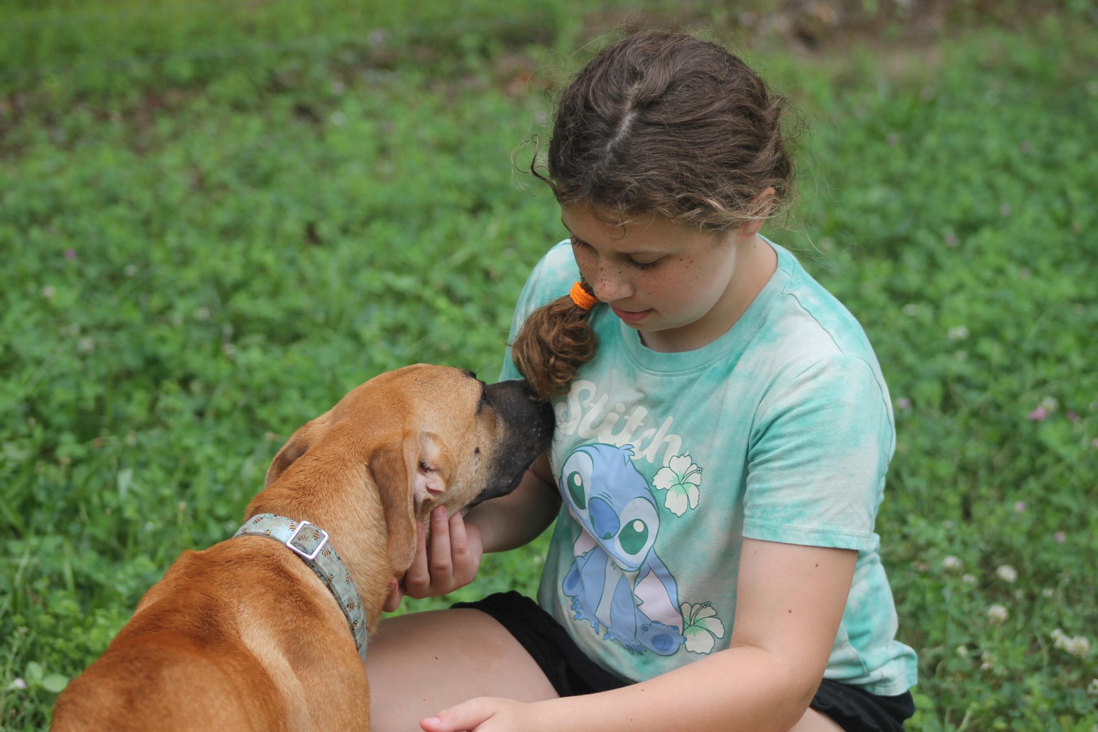 Enlarge Boone (puppy), a Adoptable mixed breed in Chesapeake, VA image 4/4