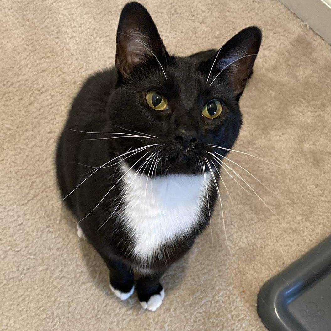 Amora, adoptable, Adult Female Tuxedo & Domestic Short Hair.