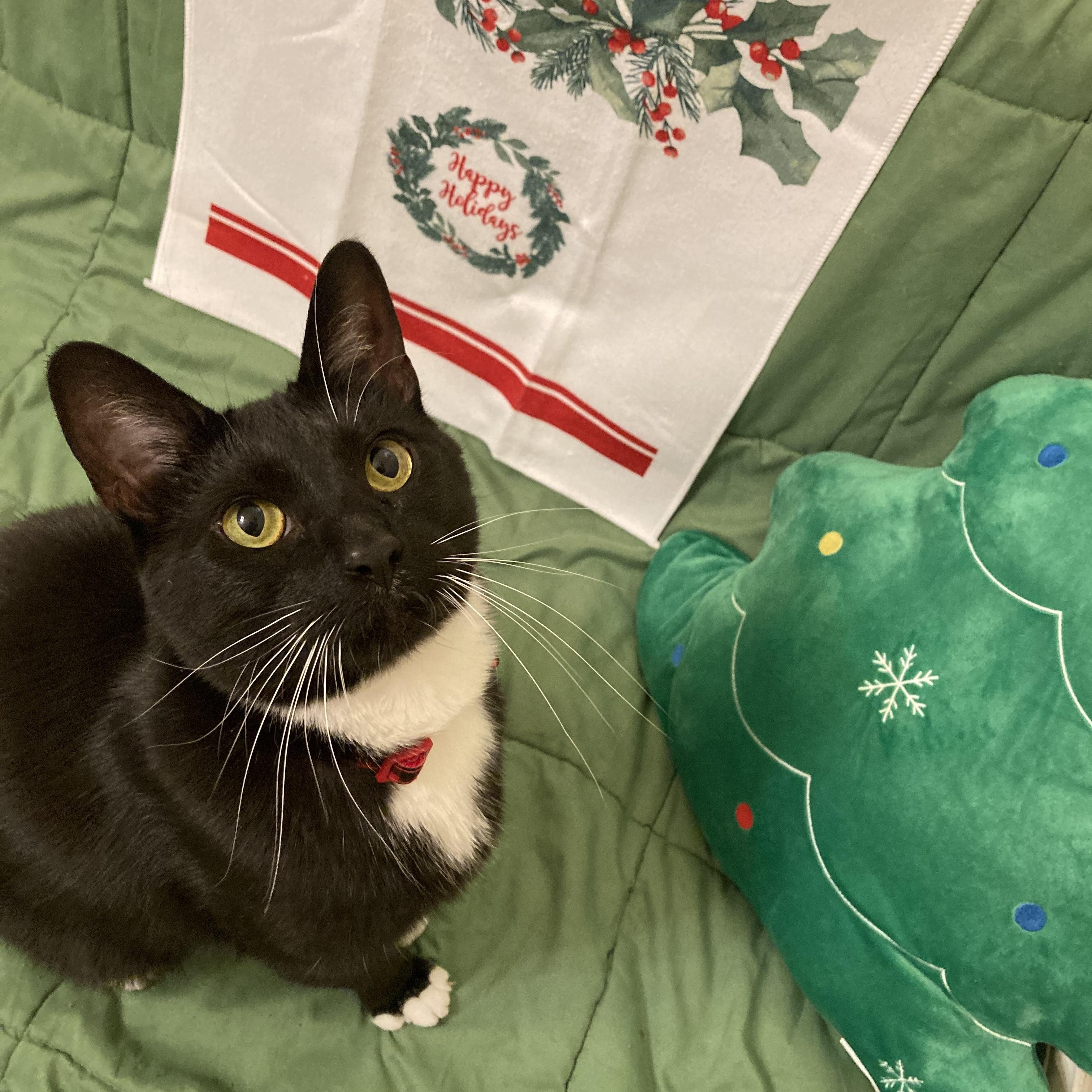 Enlarge Amora, an adopted mixed breed in West Lafayette, IN image 1/5