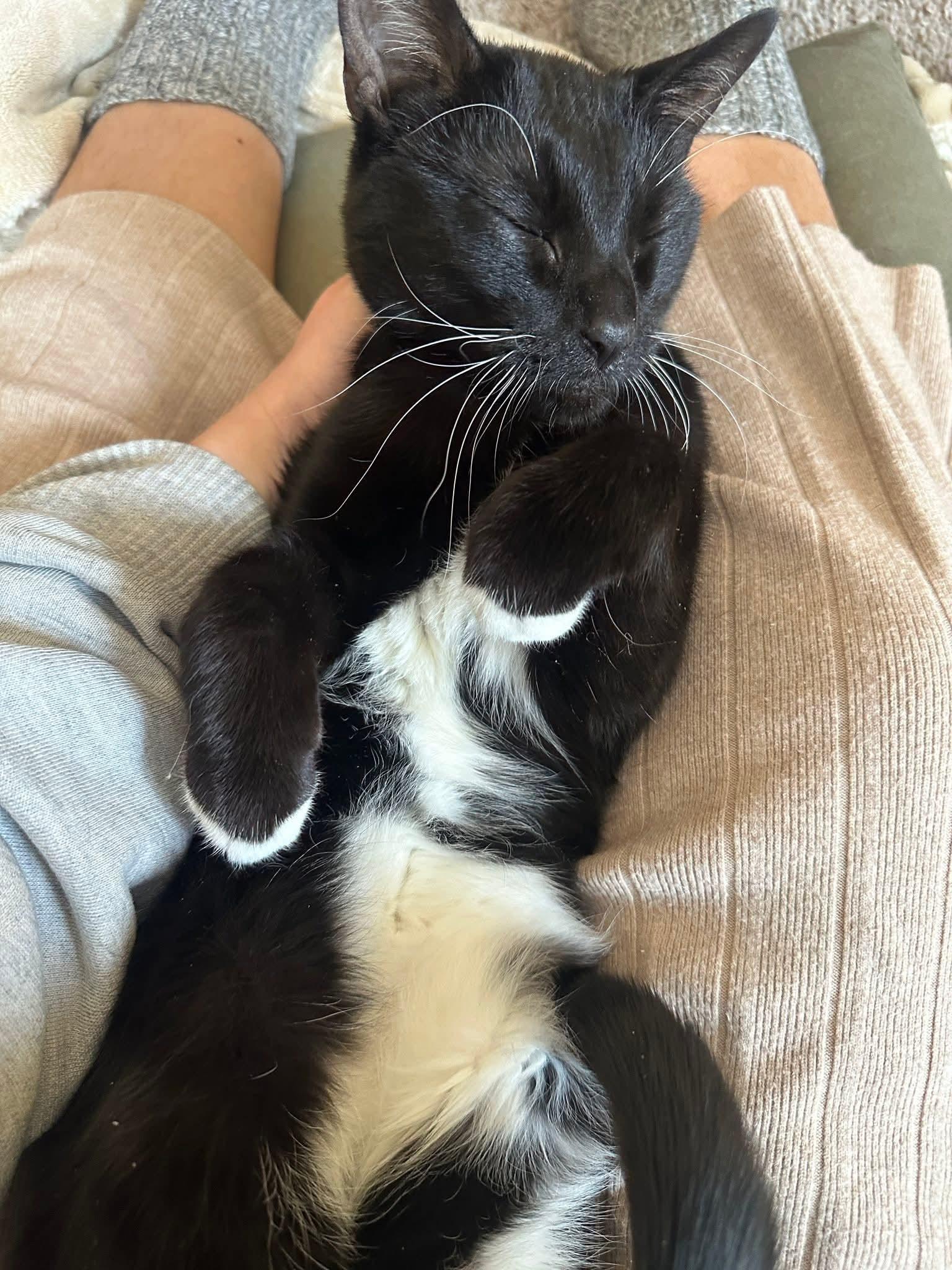 Enlarge Amora, an adopted mixed breed in West Lafayette, IN image 4/5