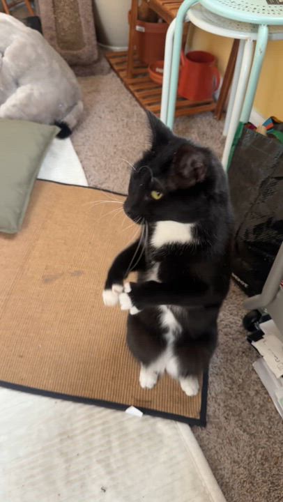 Enlarge Amora, an adopted mixed breed in West Lafayette, IN video 5/5