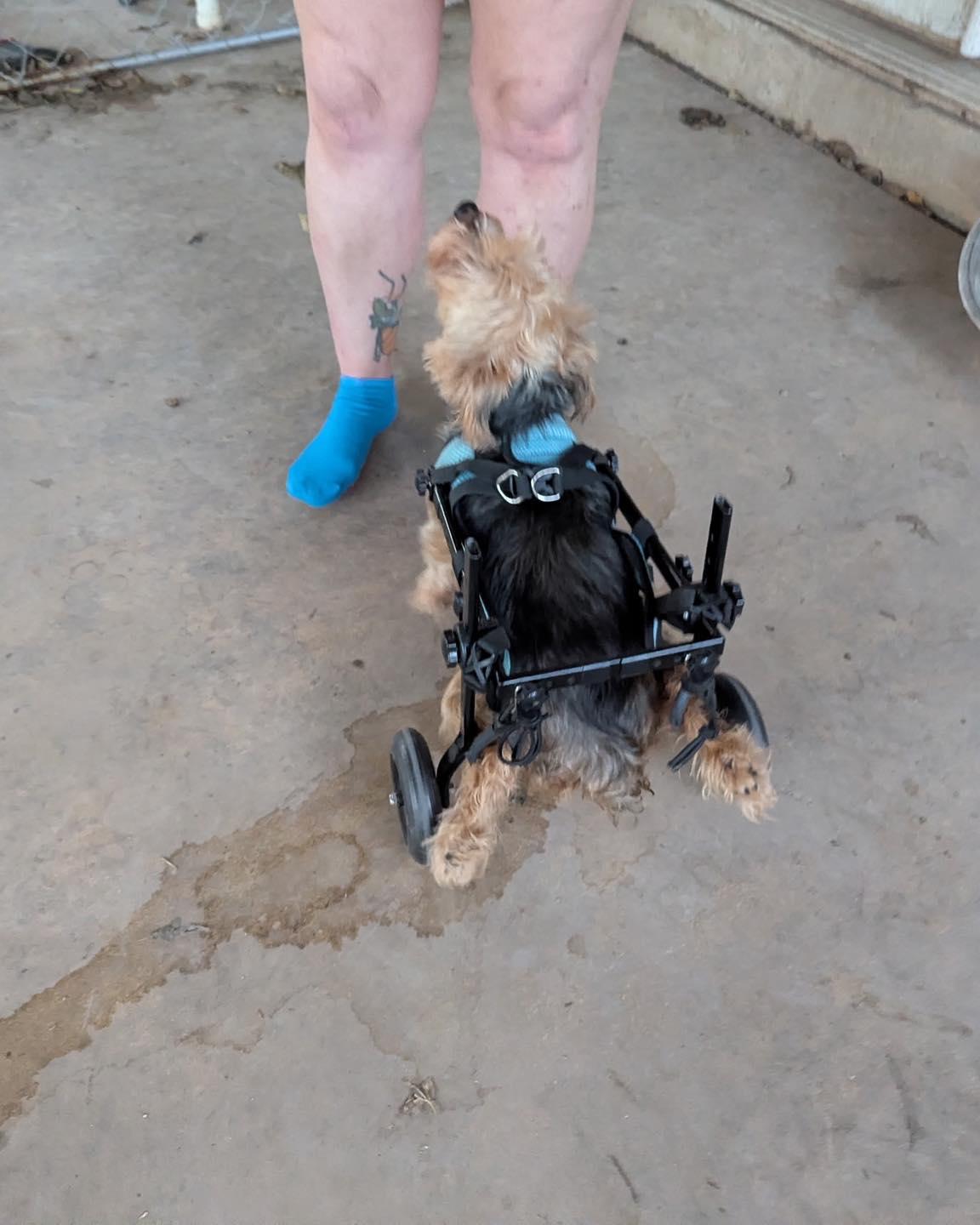 Goldie, ADOPTABLE, Young Female Yorkshire Terrier.