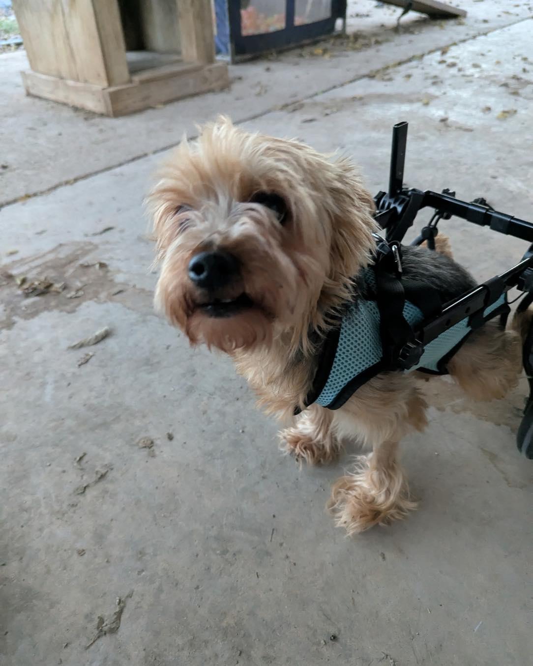 Enlarge Goldie, a ADOPTABLE mixed breed in Winsted, CT image 3/6