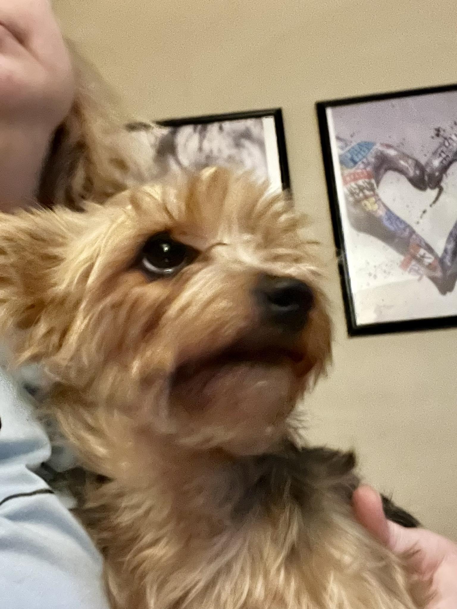 Enlarge Goldie, a ADOPTABLE mixed breed in Winsted, CT image 6/6