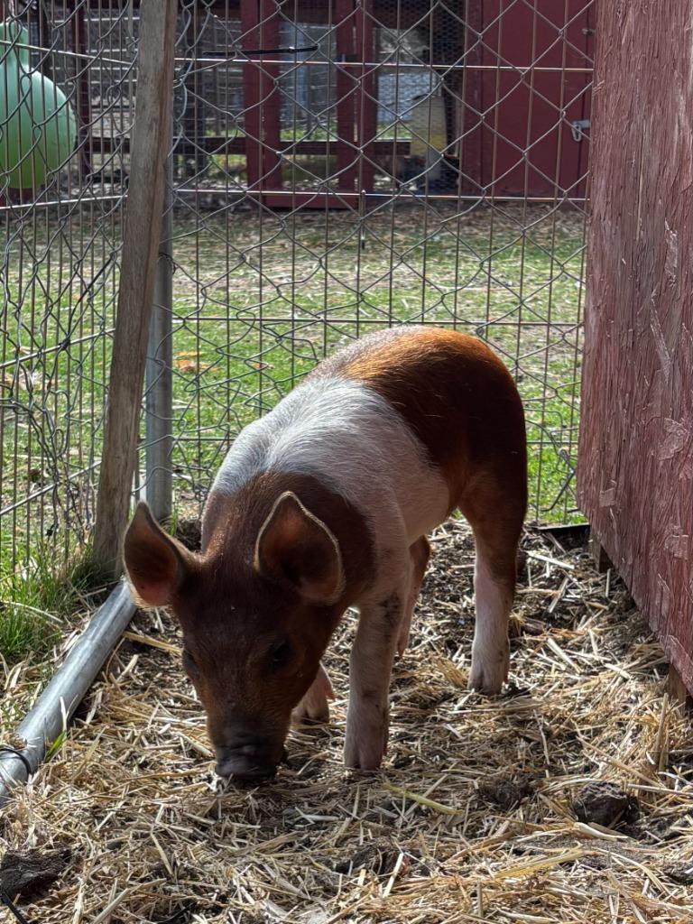Mabel, Adoptable, Baby Female Pig.