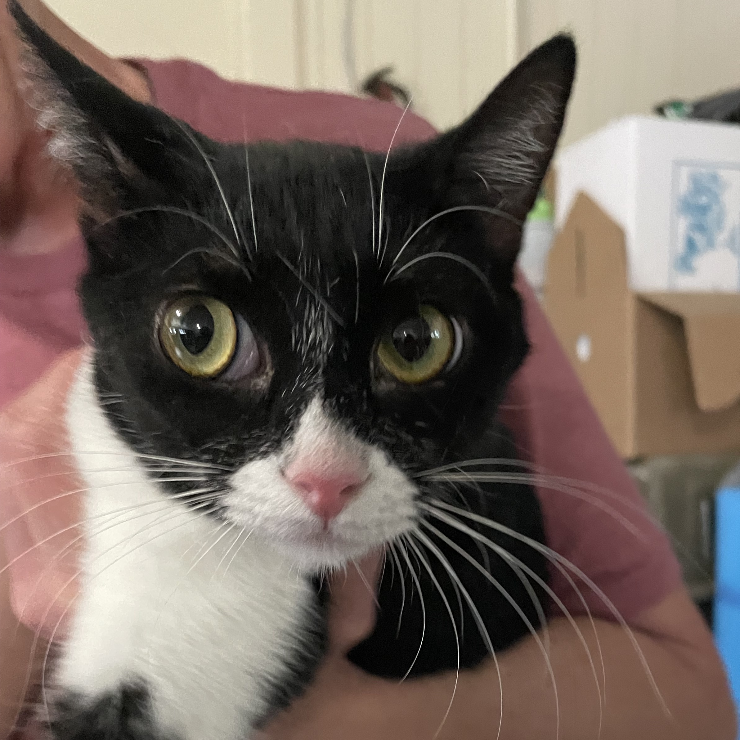 Lil Marb (or Little Marble), an adoptable Tuxedo, American Shorthair in New Orleans, LA, 70175 | Photo Image 1